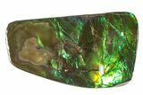 Iridescent Ammolite (Fossil Ammonite Shell) - Brilliant Green #242943-1